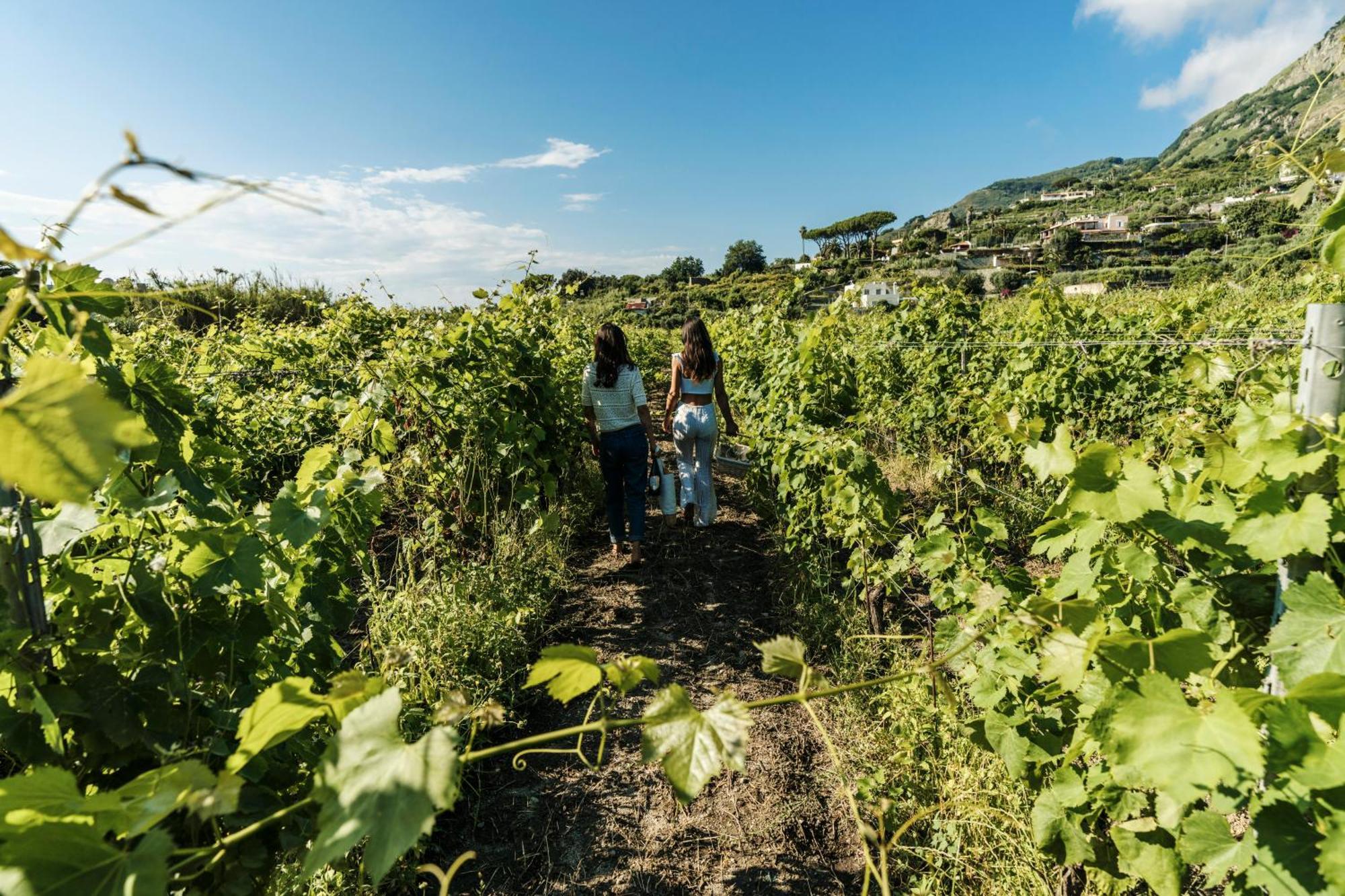 Tenuta Calitto Wine Resort E Spa Ischia Exterior photo